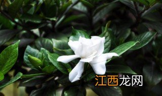 栀子花为什么叶子黄,叶子黄了怎么办 栀子花的叶子发黄怎么办