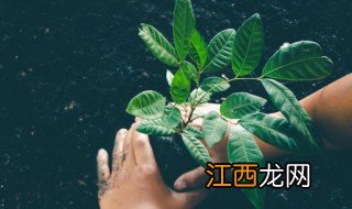 夏天叶子掉了怎么回事 夏天花掉叶子是怎么回事