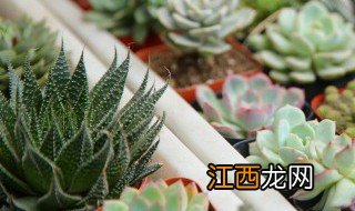 仙人球冬季怎么处理 仙人球夏天叶子怎么处理