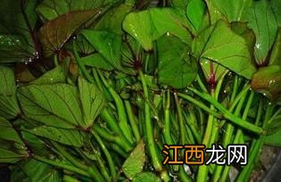 红薯茎怎么收藏