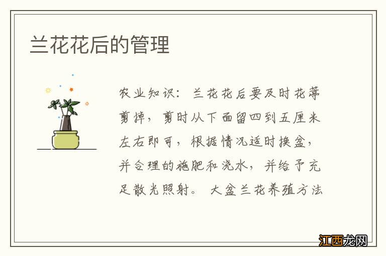 兰花花后的管理