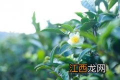 茶叶开花怎么