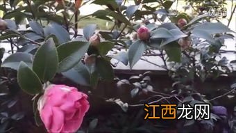 茶叶开花怎么