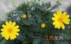 怎么辨别菊花