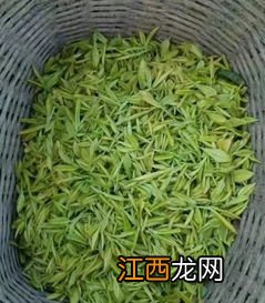 黄金茶怎么种