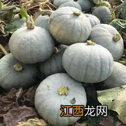 板栗南瓜与什么相克