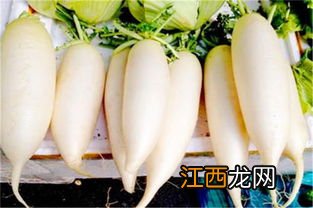 红色白萝卜怎么吃