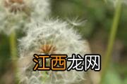 榴莲一天可以吃几瓣 榴莲一天最多吃多少