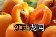 为什么蒲公英茶不苦 怎么挑选蒲公英