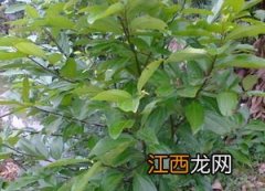 怎么判断一棵植物是不是茶树