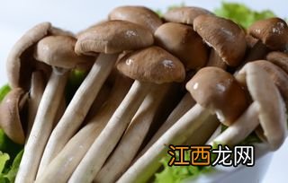 新鲜茶树菇用热水泡多久