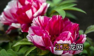 夏天牡丹叶子怎么鉴别好坏视频 夏天牡丹叶子怎么鉴别好坏