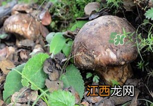 黑松茸蘑怎么吃