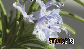 迷迭香夏天怎么种 迷迭香什么季节种植