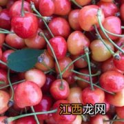 樱桃冷藏可以保存多久