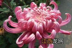 怎么菊花