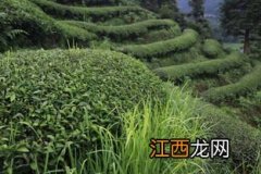 武夷山炒茶怎么样