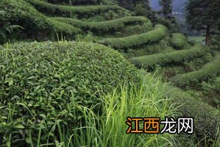 武夷山炒茶怎么样