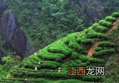 武夷山茶叶怎么样