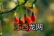 生芒果能吃吗 生芒果怎么催熟