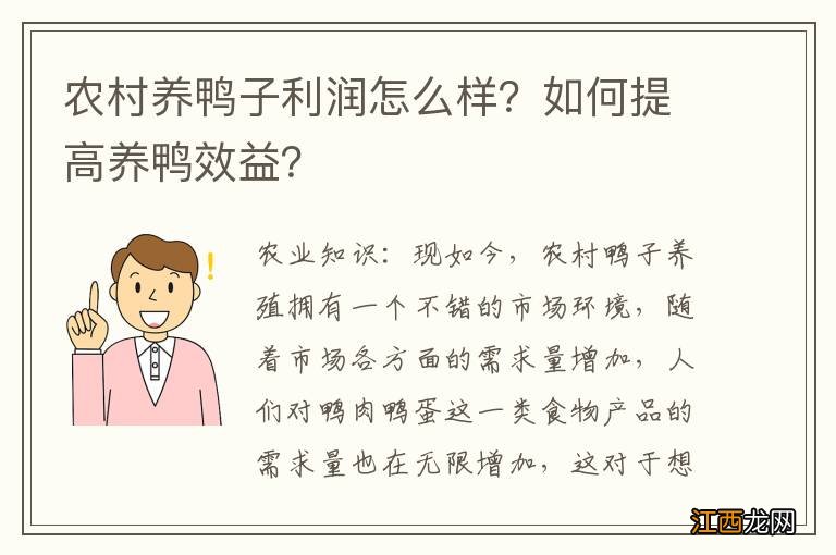 农村养鸭子利润怎么样？如何提高养鸭效益？