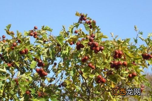 茶树要怎么种植方法