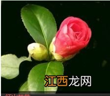 茶花叶子有斑点怎么办