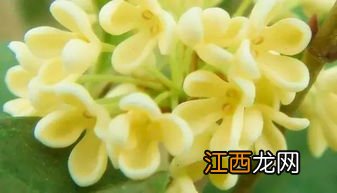 桂花可以做些什么菜