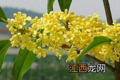 桂花可以做些什么菜