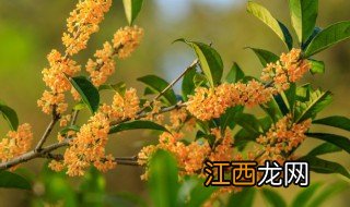 桂花树怎么养会开花呢 桂花树怎么养会开花呢图片