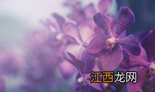 蝴蝶兰会自己开花吗怎么养 蝴蝶兰会自己开花吗怎么养护