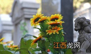 向日葵要怎么养会开花 向日葵怎么养花期长