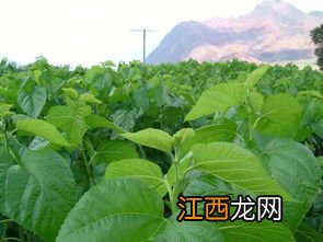 桑叶怎么炒成茶叶