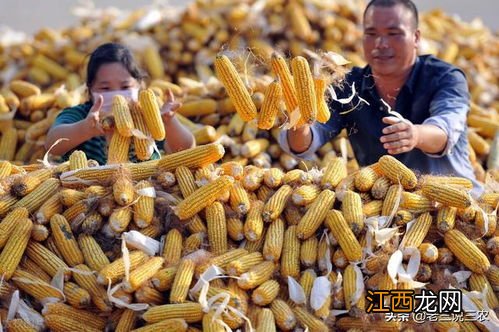 罐装玉米怎么打开