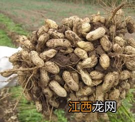 花生亩产多少斤，哪个品种好