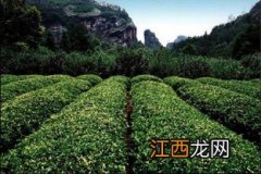 武夷岩茶怎么跑