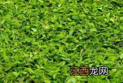 头春茶怎么样