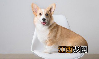 宠物文案 关于宠物的文案