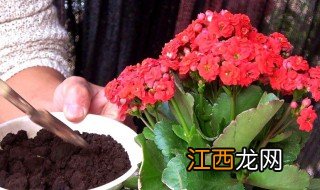 长寿花夏季能开花吗 夏天长寿花怎么养会开花