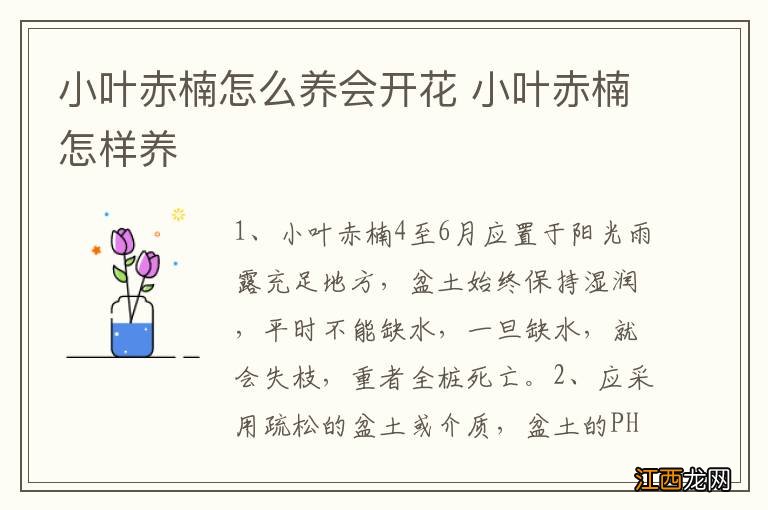 小叶赤楠怎么养会开花 小叶赤楠怎样养