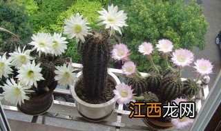 怎样养仙人球开花 仙人球怎么养会开花