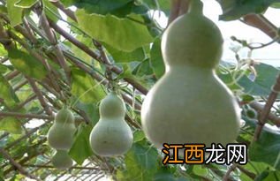 葫芦瓜煲鸡汤有什么作用