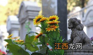 向日葵怎么养花期长 向日葵要怎么养会开花呢