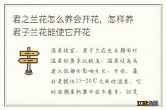 君之兰花怎么养会开花，怎样养君子兰花能使它开花