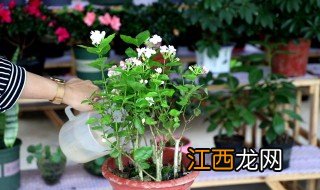 茉莉花怎么养会开花结果 茉莉花怎么养会开花结果少