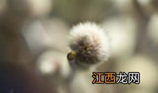 银柳长叶子会开花吗怎么养 银柳能开花吗?