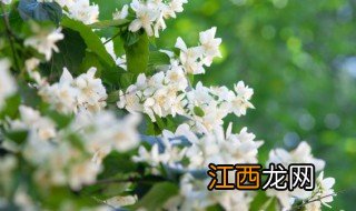 茉莉花怎么养才开花多 茉莉花怎么养会开花呢