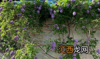 紫藤怎么养会开花 紫藤怎么养才能开花