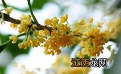 怎么分辨桂花