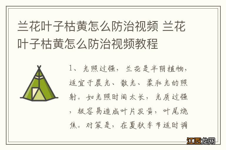 兰花叶子枯黄怎么防治视频 兰花叶子枯黄怎么防治视频教程